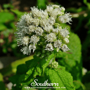 Boneset (Eupatorium) Seeds