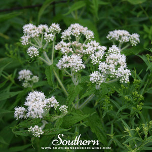 Boneset (Eupatorium) Seeds