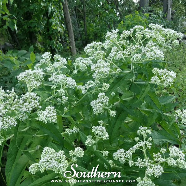 Boneset (Eupatorium) Seeds