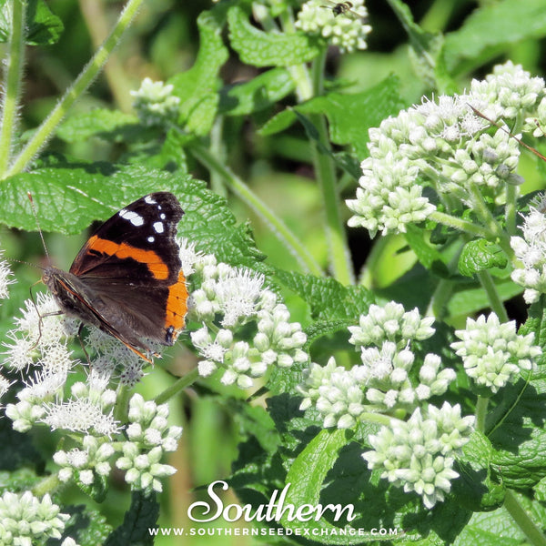 Boneset (Eupatorium) Seeds