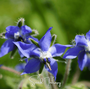 Blue Borage Seeds