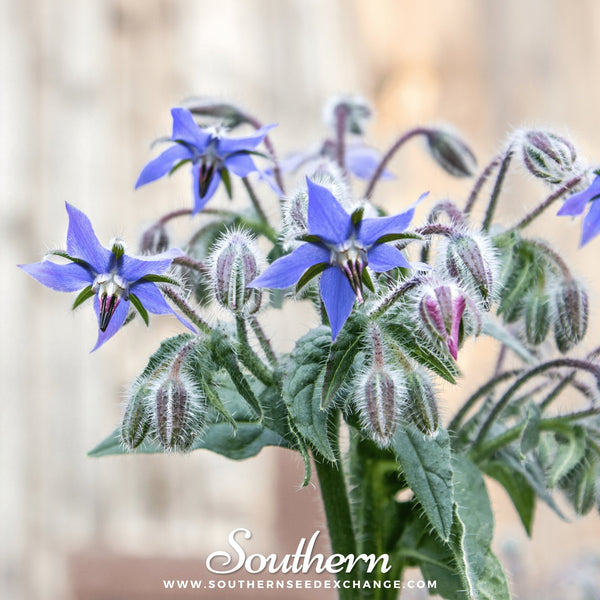 Blue Borage Seeds