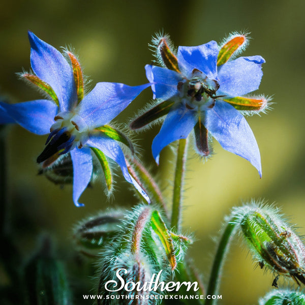 Blue Borage Seeds
