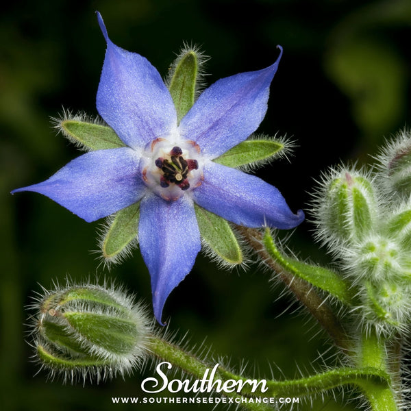 Blue Borage Seeds