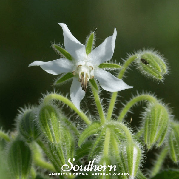 White Borage Seeds
