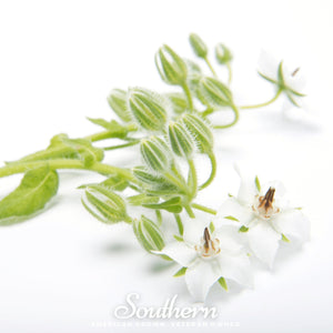 White Borage Seeds