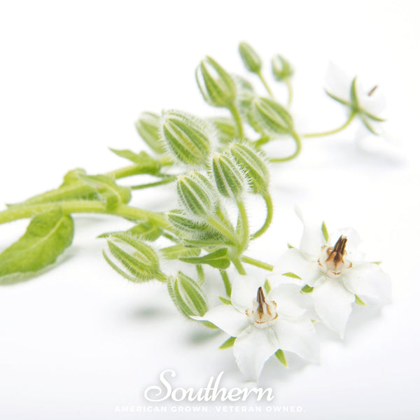 White Borage Seeds