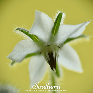 White Borage Seeds