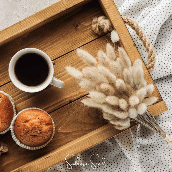 Bunny Tails Grass Seeds