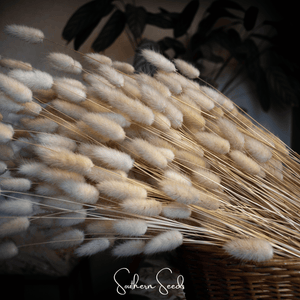 Bunny Tails Grass Seeds