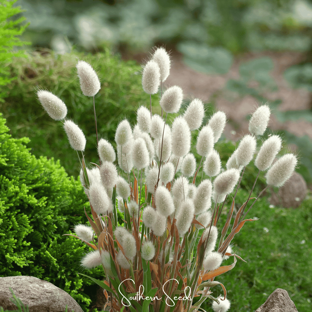 Bunny Tails Grass Seeds