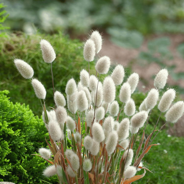 Figment Cottage Gardens | Cottage Garden Design, Garden Plans, & more!