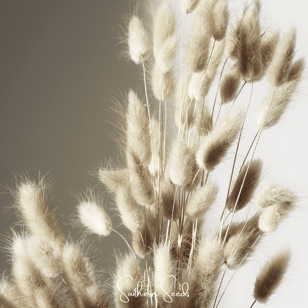 Bunny Tails Grass Seeds