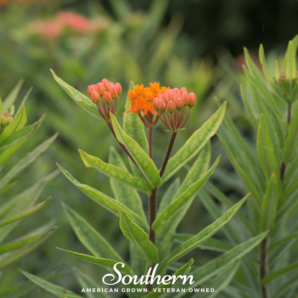 Orange Butterfly Weed Seeds