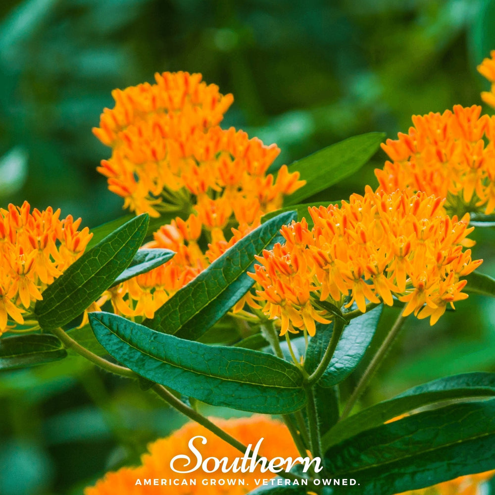 Orange Butterfly Weed Seeds