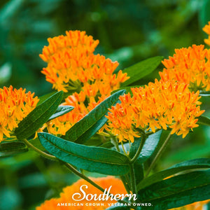 Orange Butterfly Weed Seeds