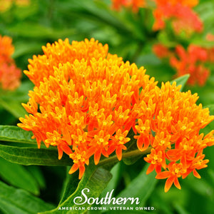 Orange Butterfly Weed Seeds