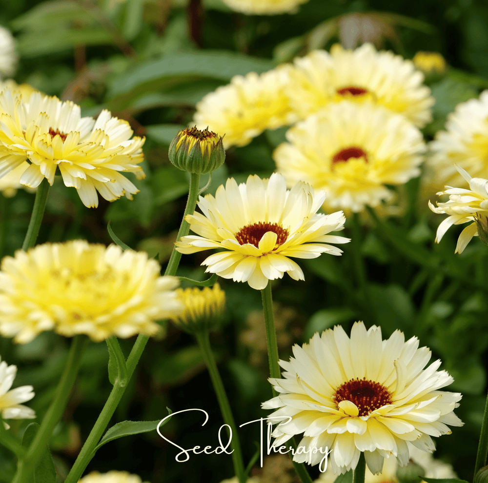 Ivory Princess Calendula Seeds