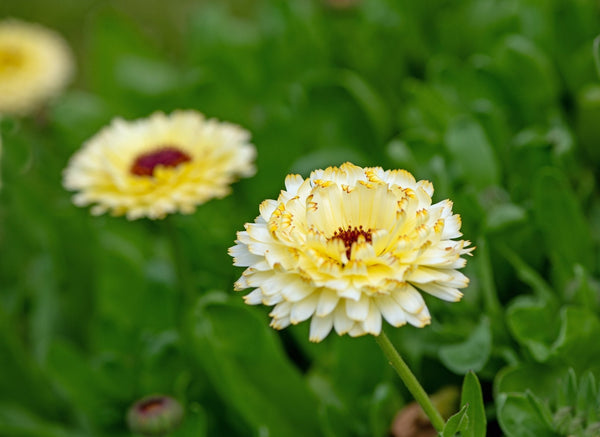 Ivory Princess Calendula Seeds