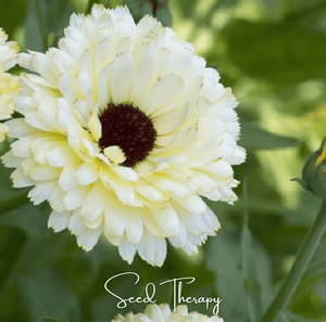 Ivory Princess Calendula Seeds