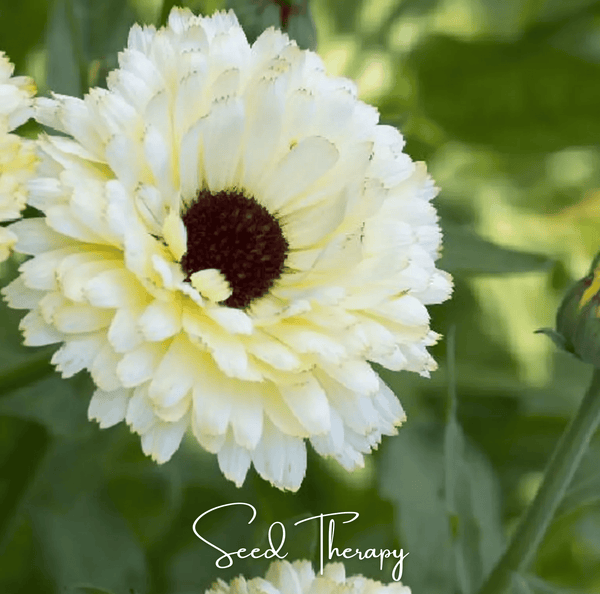 Ivory Princess Calendula Seeds