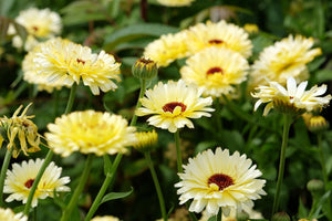 Ivory Princess Calendula Seeds