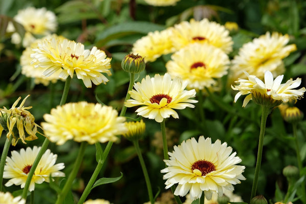 Ivory Princess Calendula Seeds