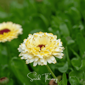 Ivory Princess Calendula Seeds