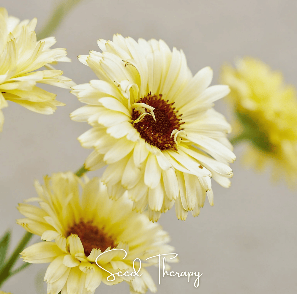 Ivory Princess Calendula Seeds