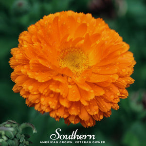 Orange King Calendula Seeds