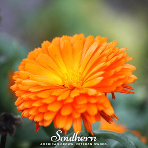 Orange King Calendula Seeds