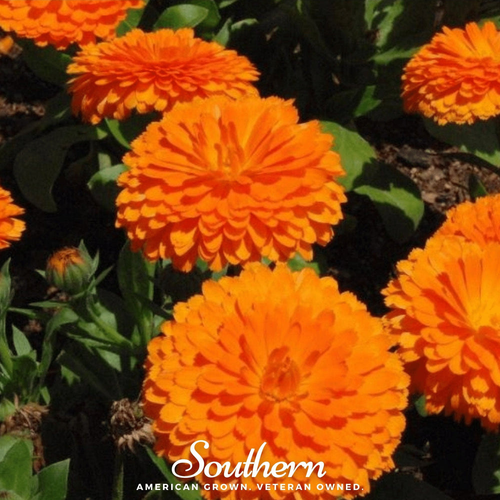 Orange King Calendula Seeds