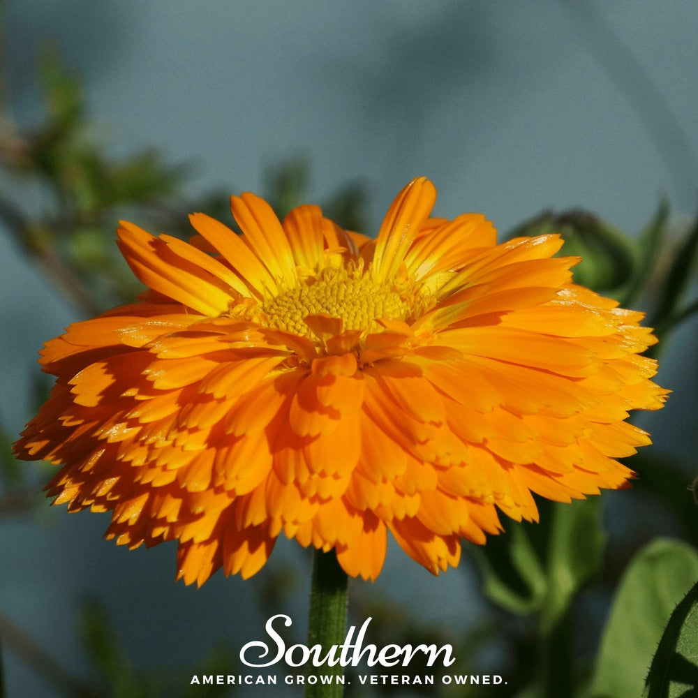 Orange King Calendula Seeds