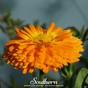 Orange King Calendula Seeds