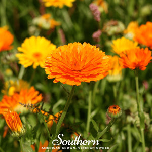 Pacific Beauty Calendula Seeds