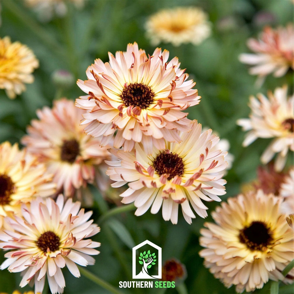 Sunset Buff Calendula Seeds