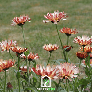 Sunset Buff Calendula Seeds