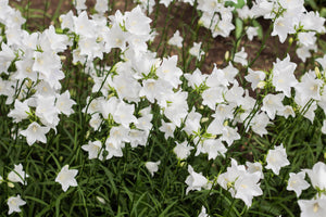 White Peach-Leafed Bellflower Seeds