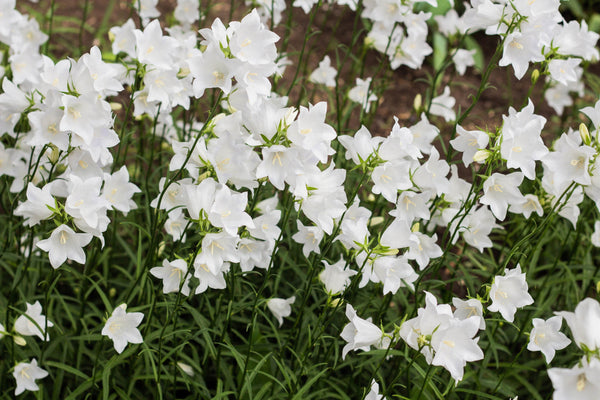 White Peach-Leafed Bellflower Seeds