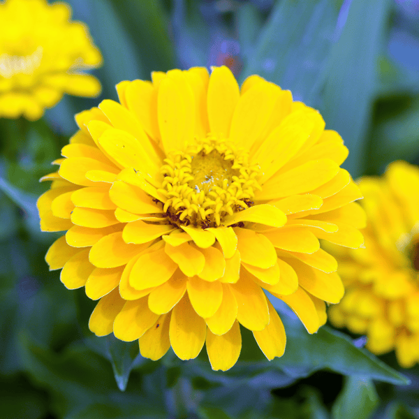 Canary Bird Zinnia Seeds