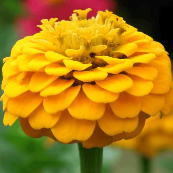 Canary Bird Zinnia Seeds
