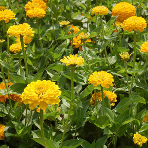 Canary Bird Zinnia Seeds