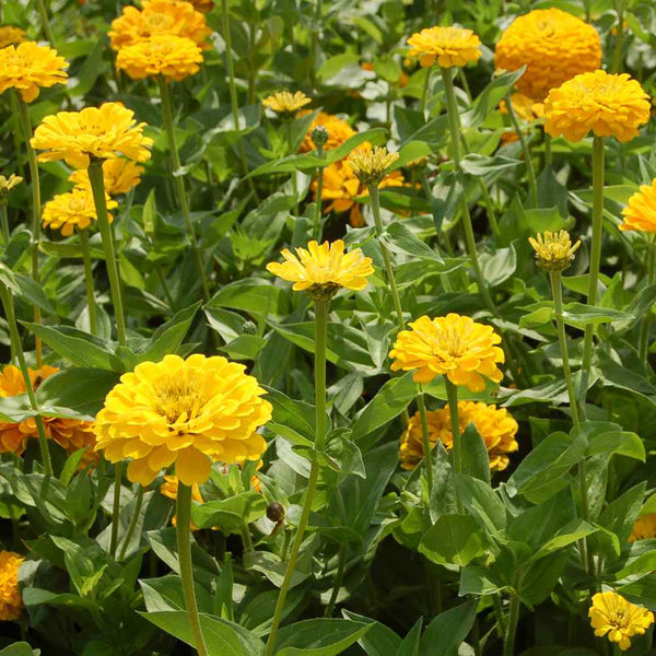 Canary Bird Zinnia Seeds