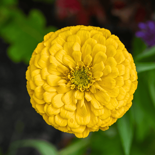 Canary Bird Zinnia Seeds