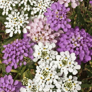 Candytuft Seeds