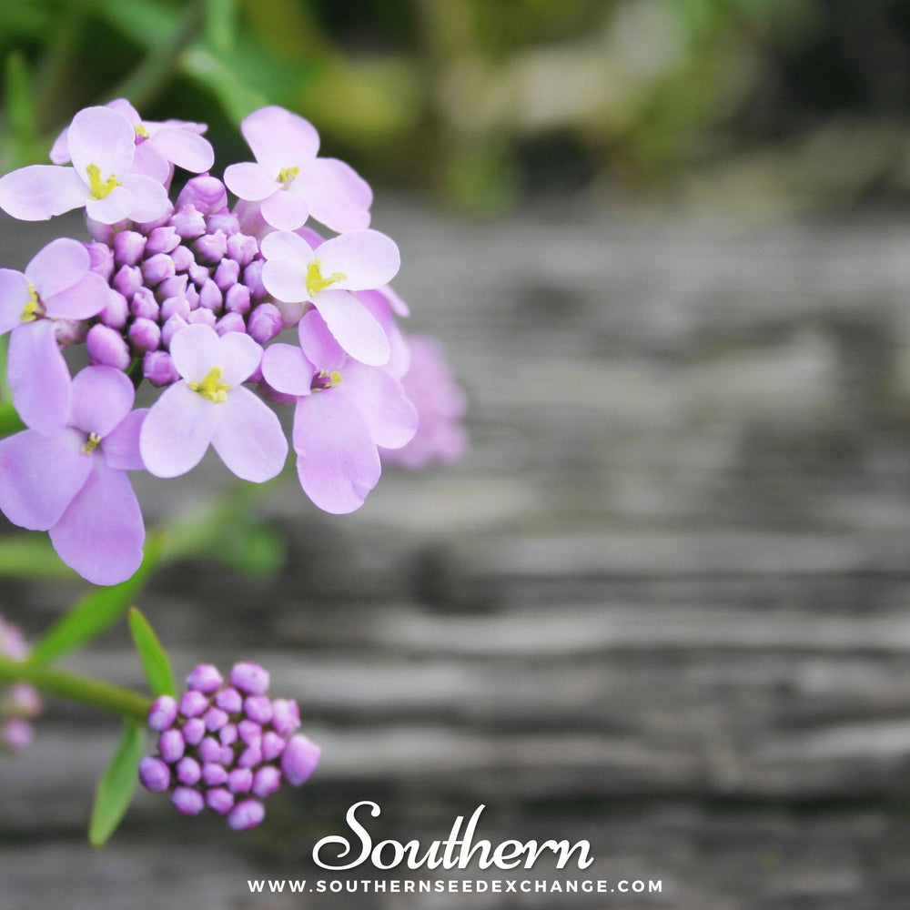 Candytuft Seeds