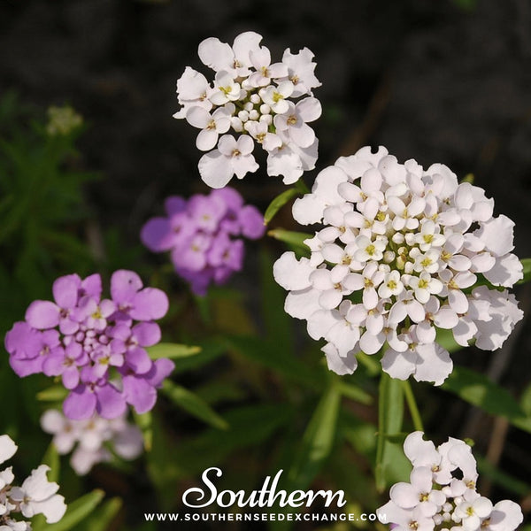 Candytuft Seeds