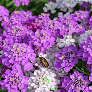 Candytuft Mix Seeds