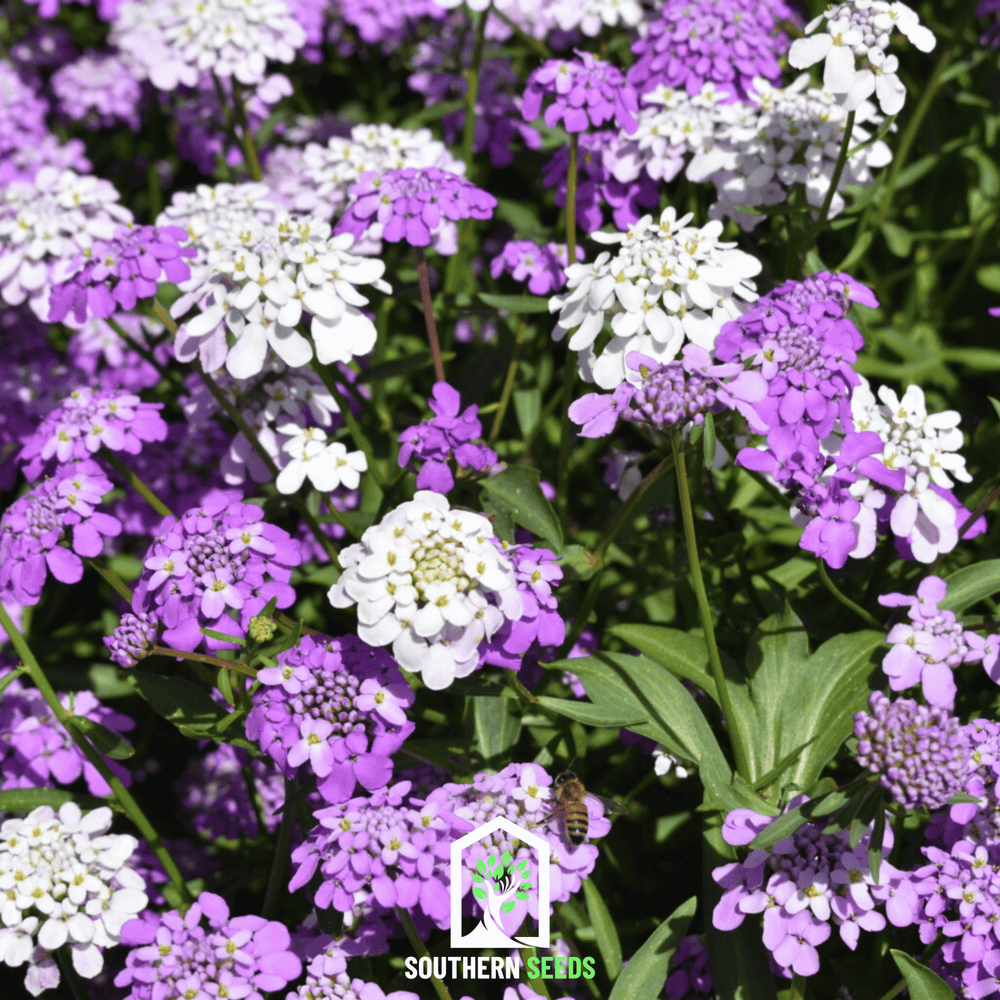 Candytuft Mix Seeds