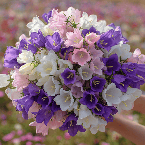 Canterbury Bells Mix Seeds